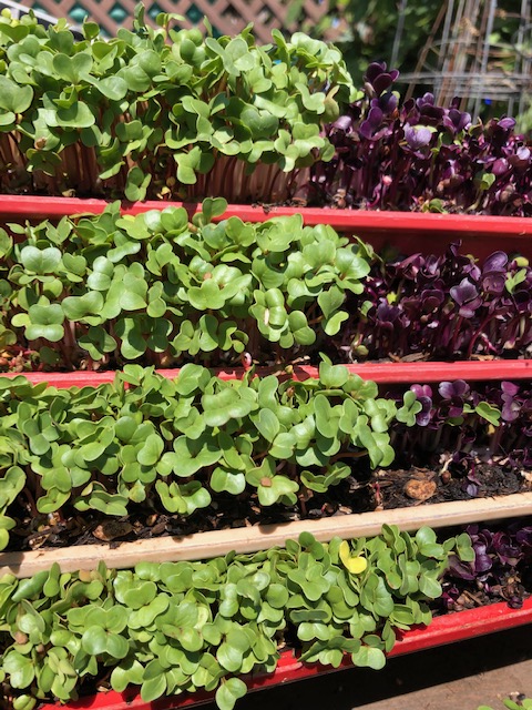 Microgreens R Us San Diego | 4871 Conrad Ave, San Diego, CA 92117 | Phone: (858) 230-8169