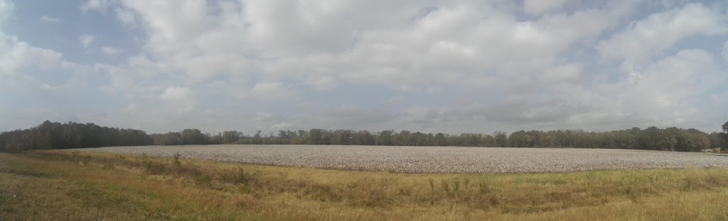 Cotton Field-4TN4 | 12630 Coburn Rd, Eads, TN 38028, USA | Phone: (901) 853-3963