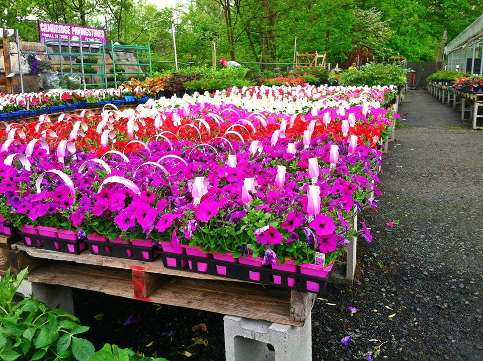 Red Hill Nursery | 241 S Little Tor Rd, New City, NY 10956, USA | Phone: (845) 634-2498
