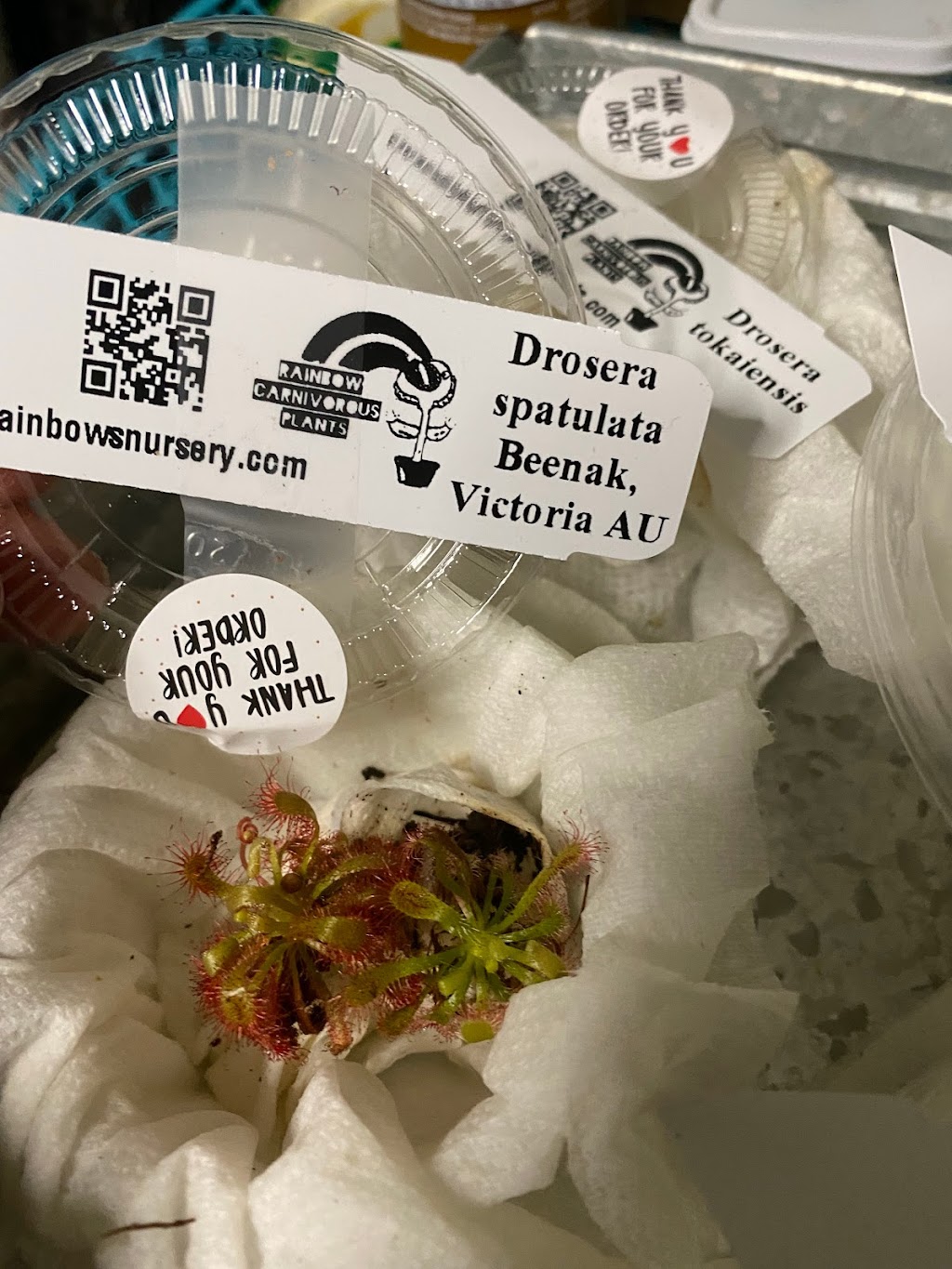 Central Florida PlantLife, LLC | 119 Moonstone Ct, Port Orange, FL 32129, USA | Phone: (386) 451-8348