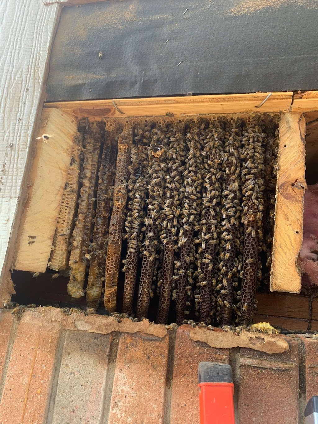 VIP Bee Rescue Bee Removal | 702 Ridgedale Dr, Richardson, TX 75080, USA | Phone: (469) 825-5218