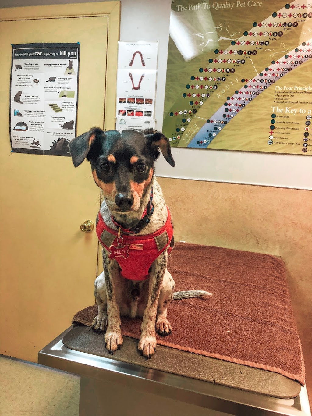 Gateway Veterinary Hospital | 11222 NE Halsey St, Portland, OR 97220, USA | Phone: (503) 253-2142