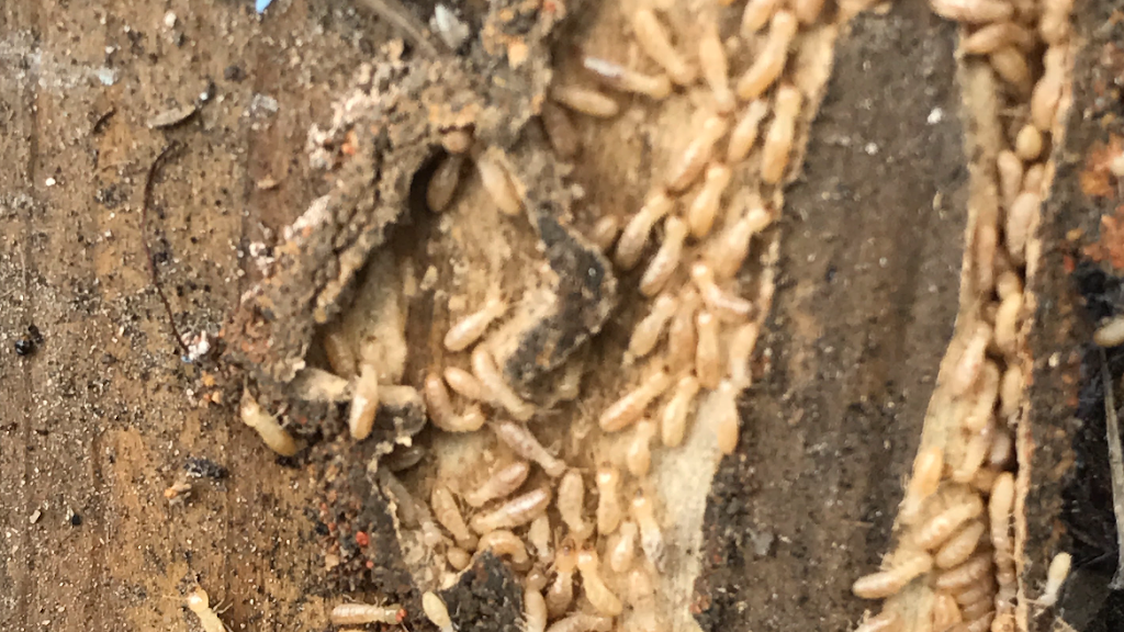 Antipest Termite & Pest Control | 3905 Hilltop Field Dr, Chester, VA 23831, USA | Phone: (804) 778-7558