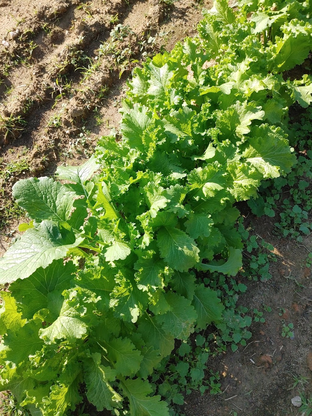 Oasis Farm Produce & Country Store | 2009 Marks Creek Rd, Knightdale, NC 27545, USA | Phone: (919) 520-8025