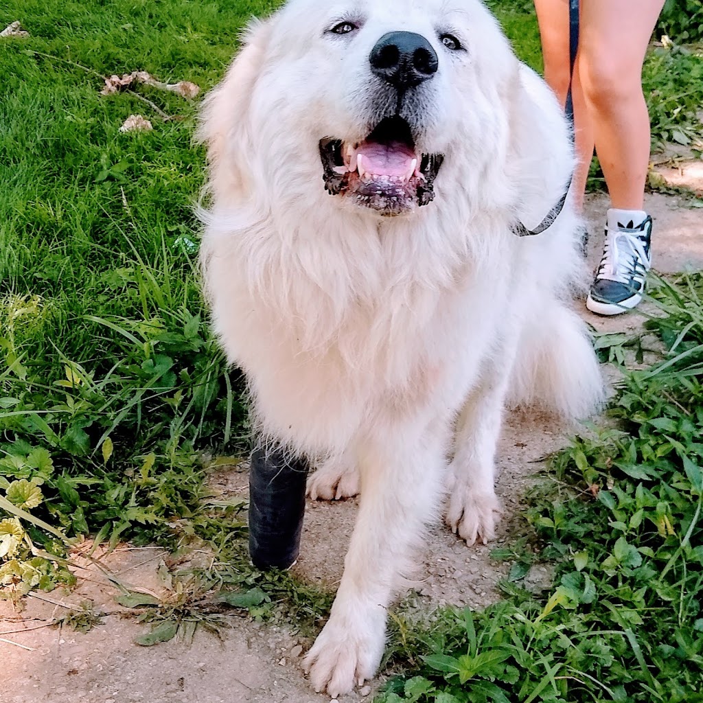 Connersville Veterinary Clinic | 808 E County Rd 250 S, Connersville, IN 47331, USA | Phone: (765) 825-9620