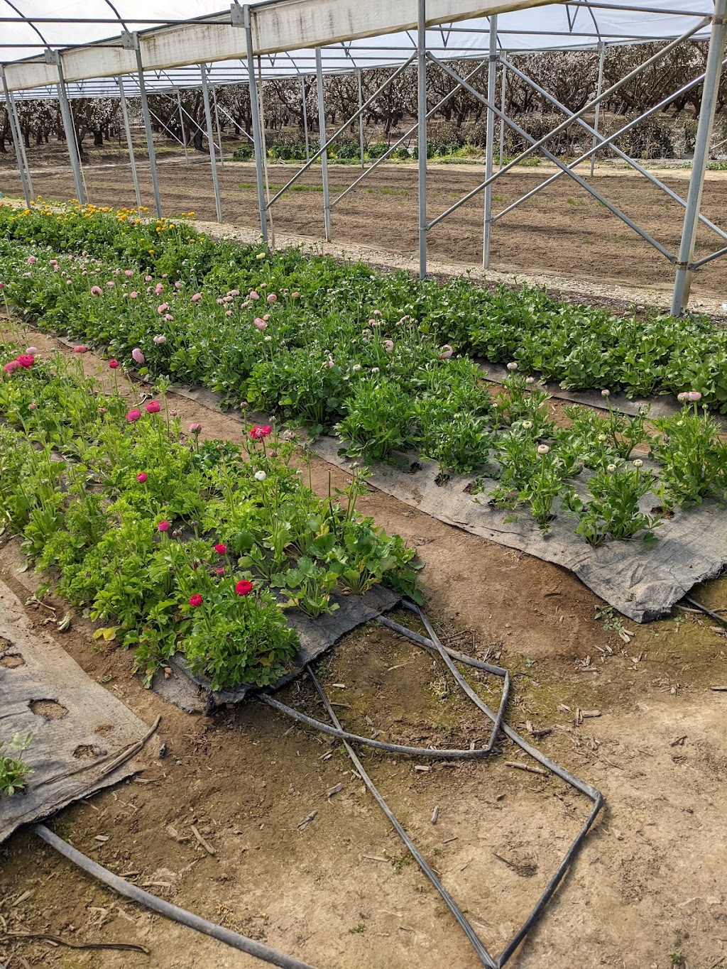 Kelley Flower Farm | 3101 Jackson Rd, Modesto, CA 95358 | Phone: (209) 968-3756