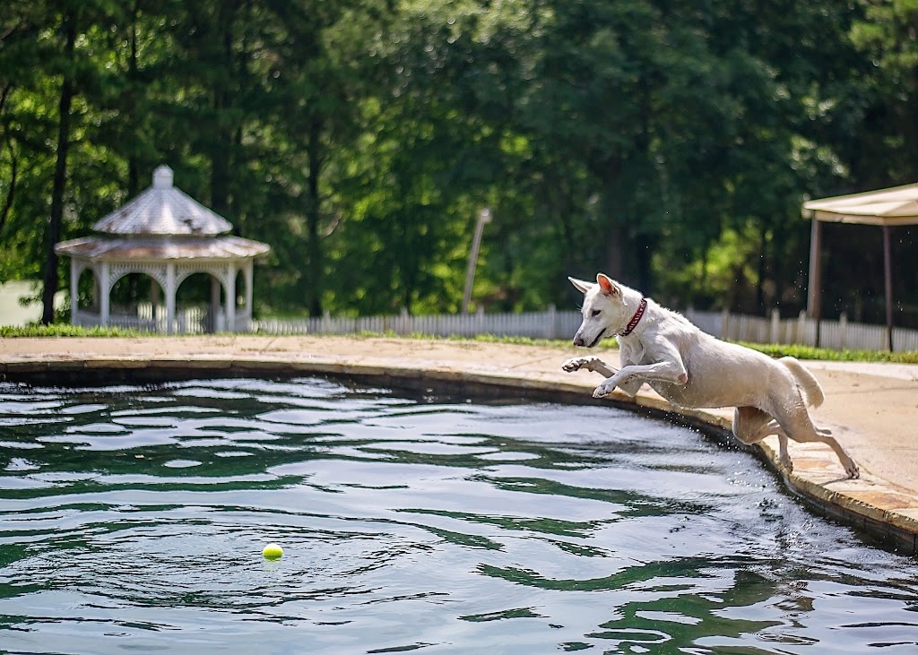 Dogphorias Pampered Pets | 4225 Union Hill Rd, Canton, GA 30115, USA | Phone: (770) 248-0321