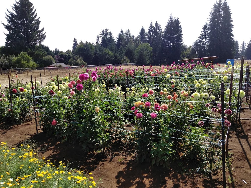 Barberton Blooms | 6401 NE 144th St, Vancouver, WA 98686, USA | Phone: (360) 953-0802 Barberton Blooms | 6401 NE 144th St, Vancouver, WA 98686, USA | Phone: (360) 953-0802