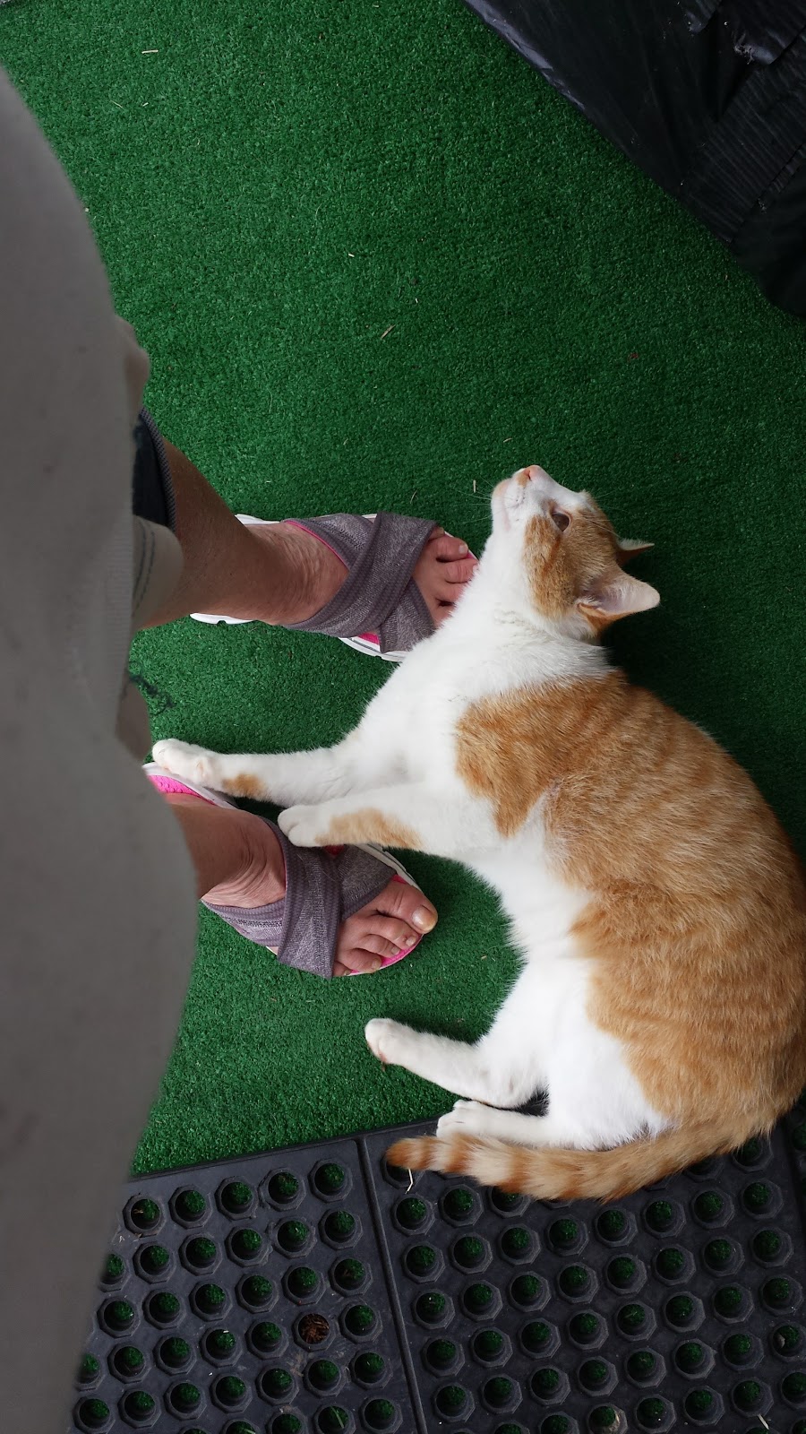 Pams All Breed Pet Grooming | 5625 Watauga Rd A, Watauga, TX 76148, USA | Phone: (817) 281-2424