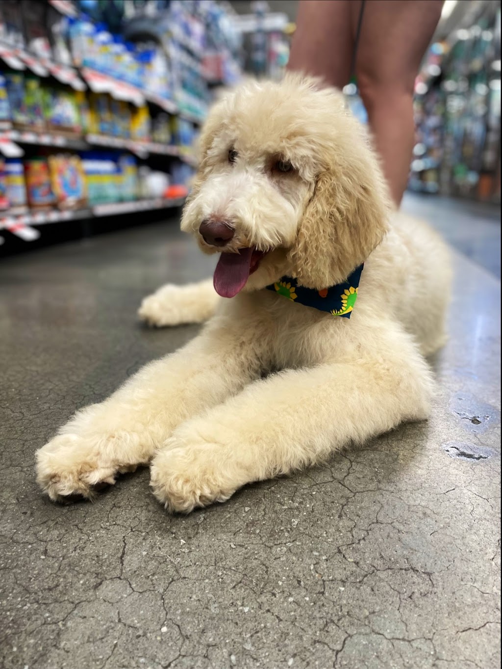 Pet Supplies Plus - Winter Park, FL | 4270 Aloma Ave #136, Winter Park, FL 32792, USA | Phone: (321) 295-7495