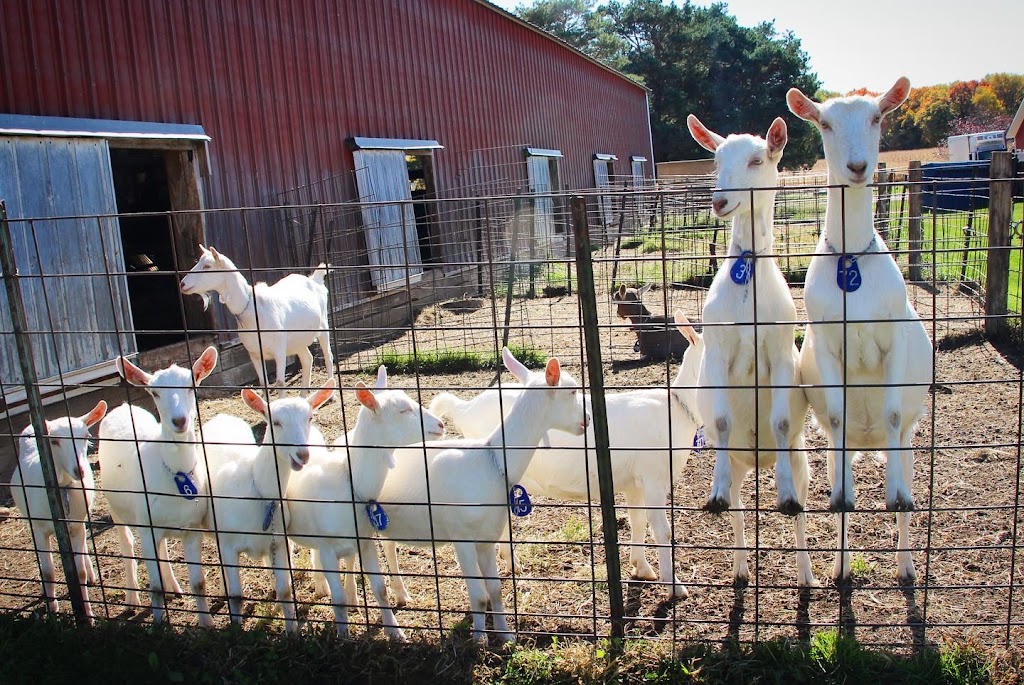 Poplar Hill Dairy Goat Farm | 12521 Mayberry Trail N, Scandia, MN 55073, USA | Phone: (651) 433-2684