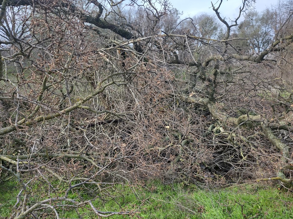 Arcade Creek Nature Area | Carmichael, CA 95608 | Phone: (916) 482-8377