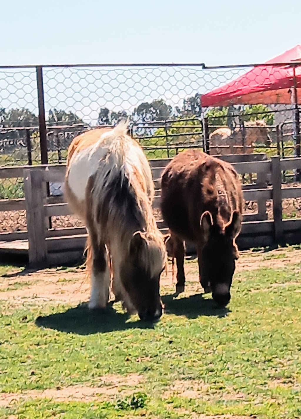Twisted Bit Ranch | 21844 Rd 29 1/2, Madera, CA 93638, USA | Phone: (559) 931-2400