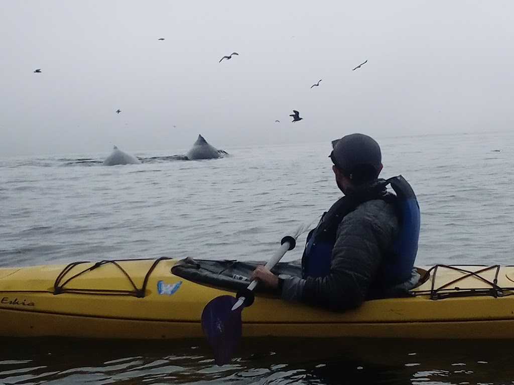 Venture Quest Kayaking | 2 Municipal Wharf, Santa Cruz, CA 95060, USA | Phone: (831) 425-8445