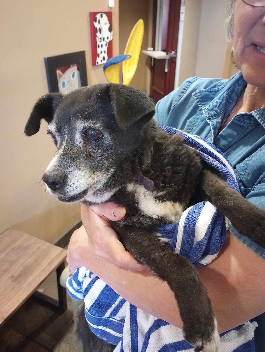 Monte Vista Small Animal Hospital | 901 E Monte Vista Ave, Turlock, CA 95382, USA | Phone: (209) 634-0023