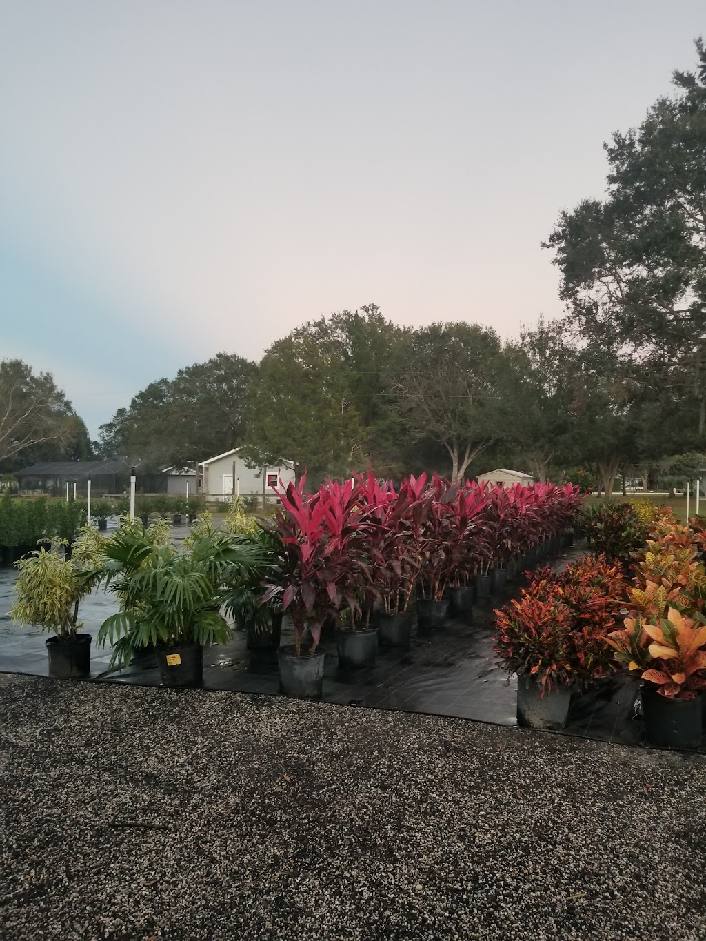 C C Landscaping, Nursery and Garden Center | 16100 E, FL-64, Bradenton, FL 34212, USA | Phone: (941) 714-0065