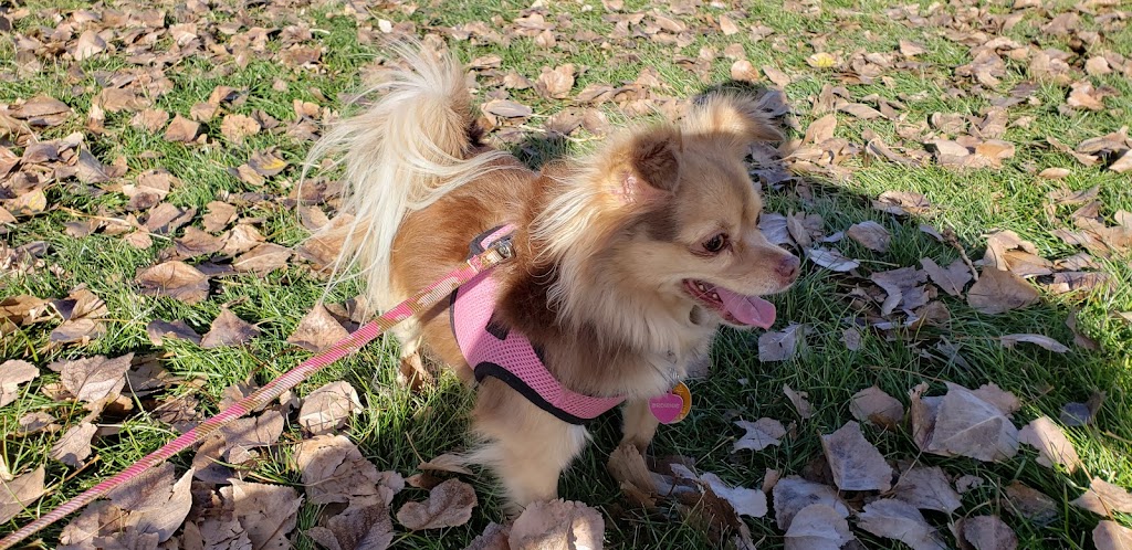 Corrales Veterinary Clinic | 15 Marcos Ln A, Corrales, NM 87048, USA | Phone: (505) 899-0999