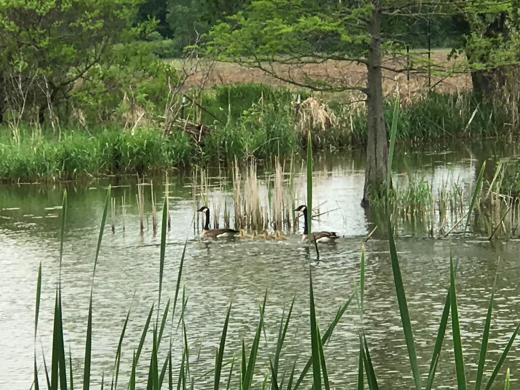 Meeman Shelby Park Nature Center | 361 Grassy Lake Rd, Millington, TN 38053, USA | Phone: (901) 876-6552