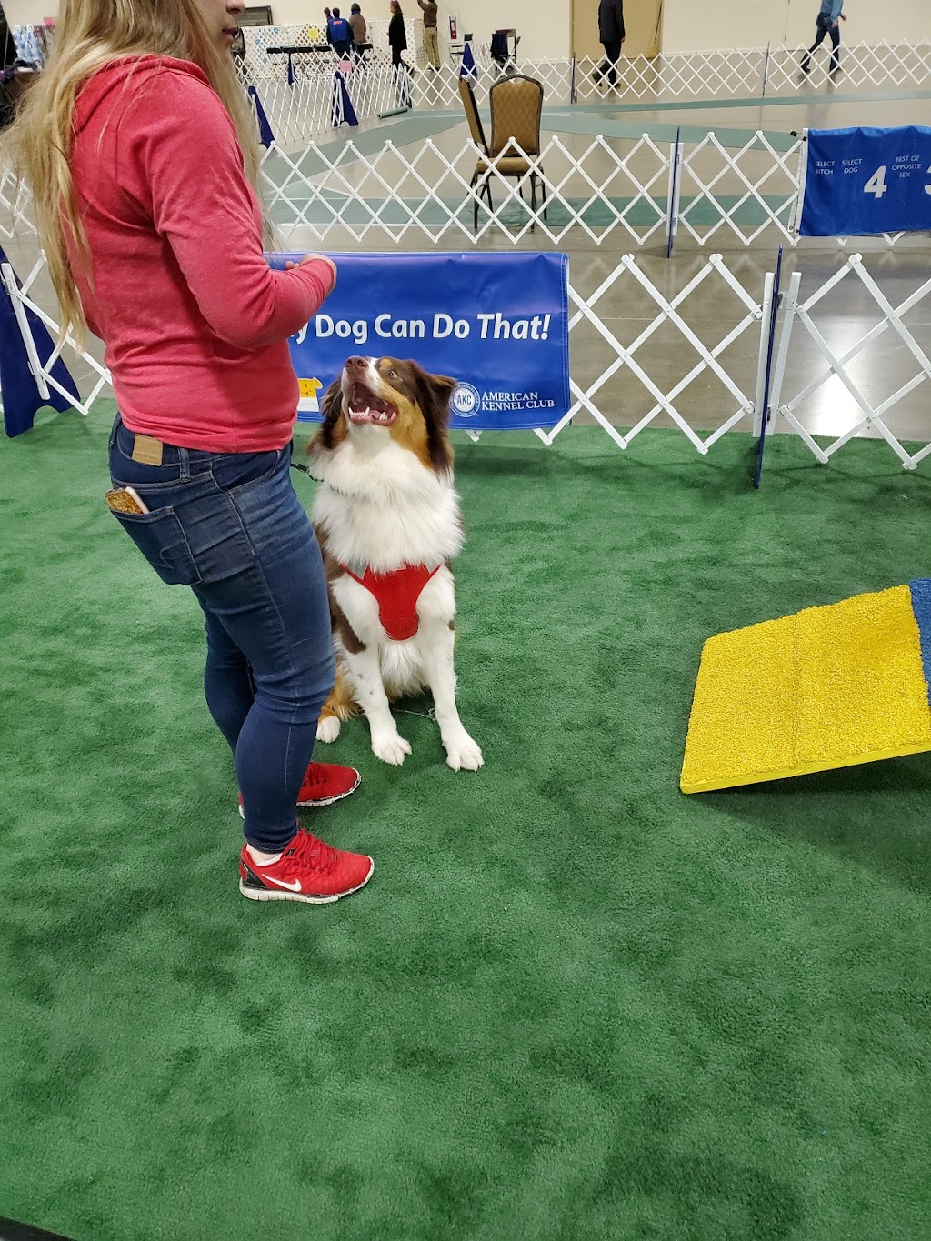 Novi Pet Expo | 46100 Grand River Ave, Novi, MI 48374, USA | Phone: (248) 348-5600 ext. 208