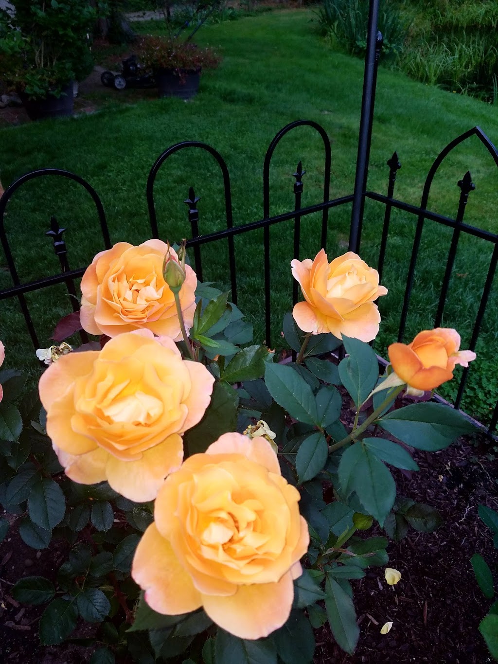 Raft Island Roses | 7201 Rosedale St NW, Gig Harbor, WA 98335, USA | Phone: (253) 509-8409