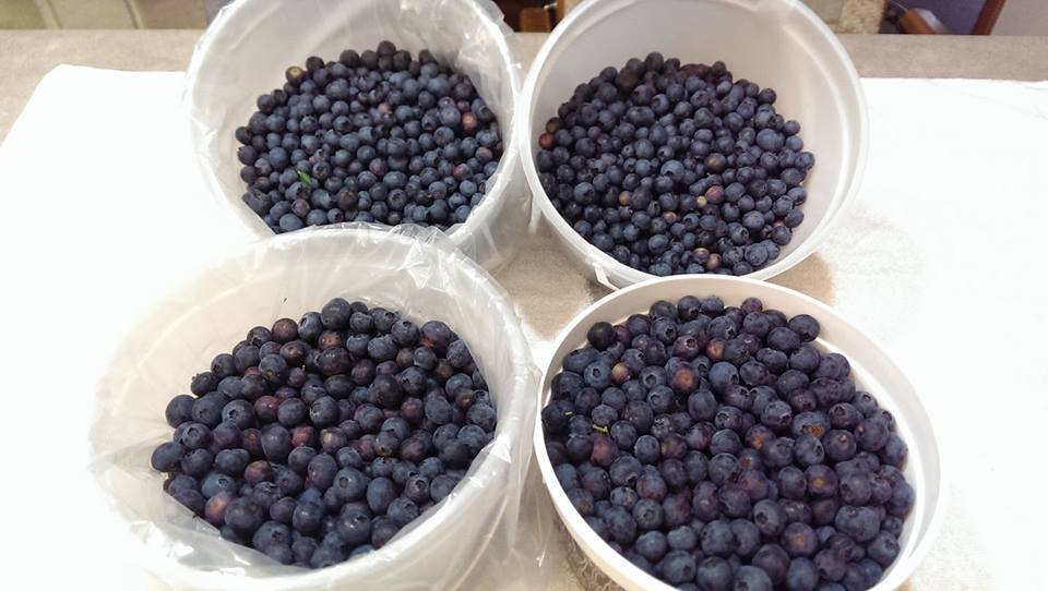 Blueberry Fields of Stillwater | 9450 Mendel Rd N, Stillwater, MN 55082, USA | Phone: (651) 351-0492