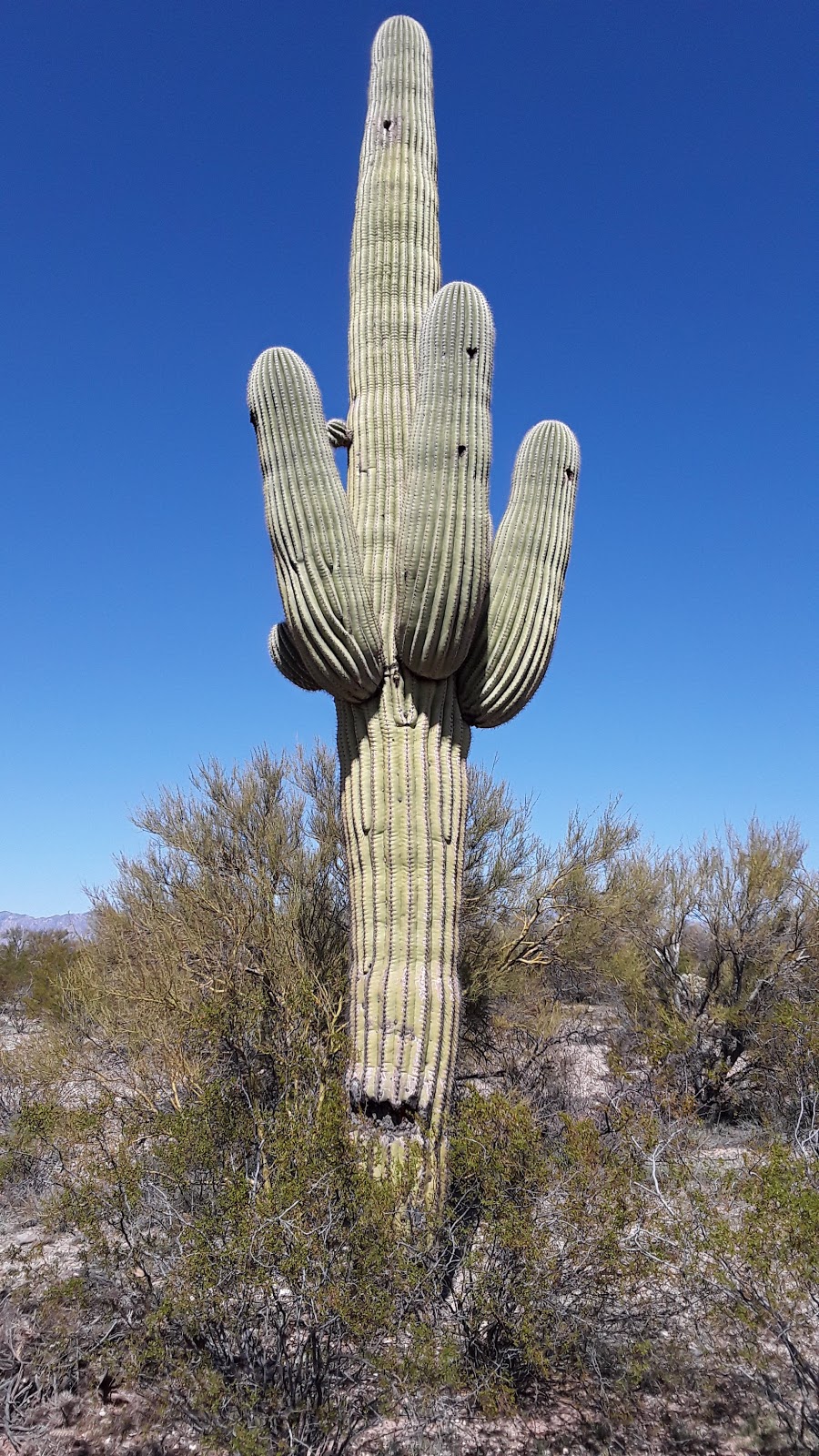 Fantasy Island Mountain Bike Park (North) | 9500 E Irvington Rd, Tucson, AZ 85730, USA | Phone: (520) 791-4873