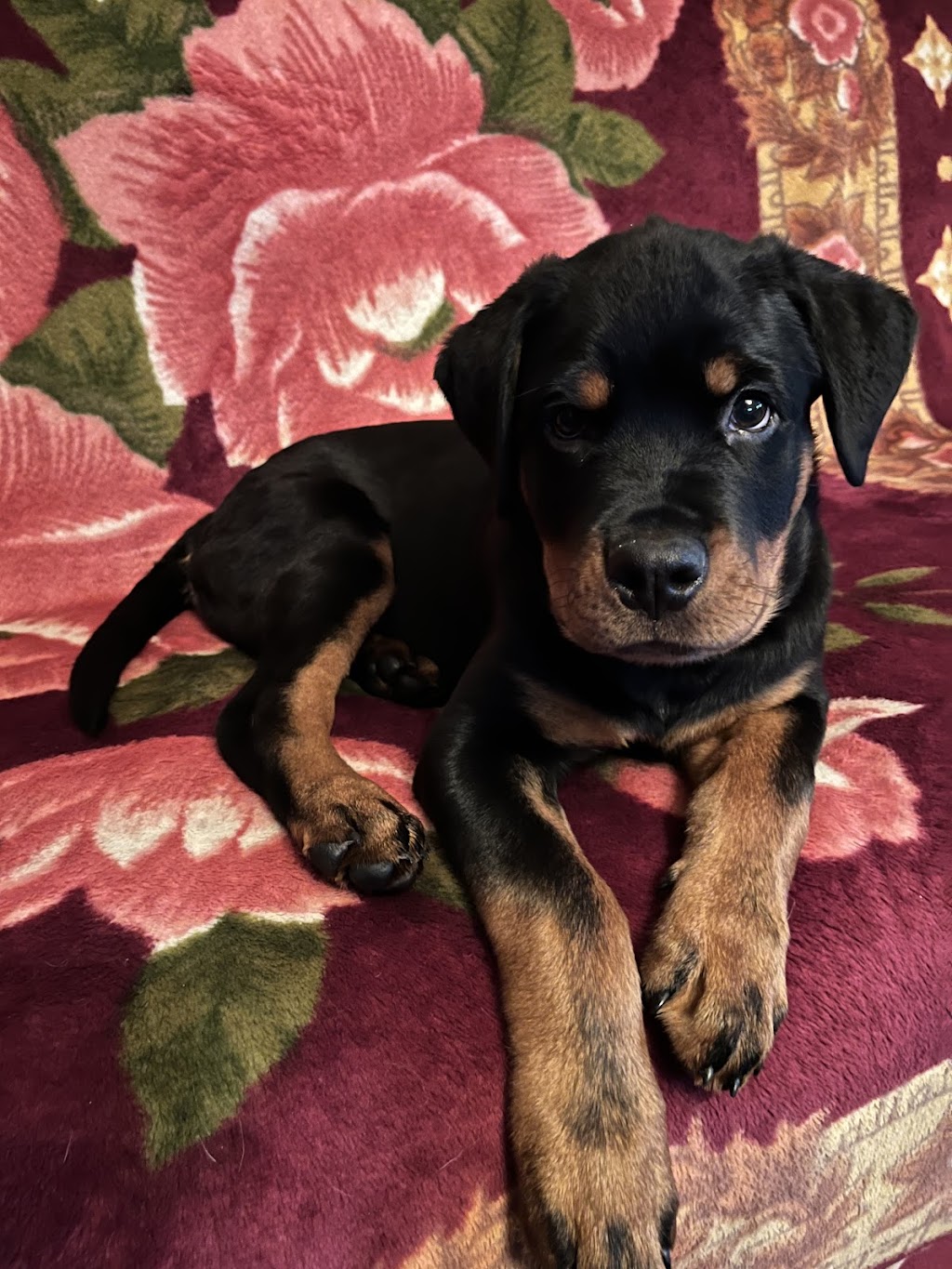 German Select Rottweilers | 454 Overlook Dr, Hillsville, PA 16132, USA | Phone: (330) 610-8447