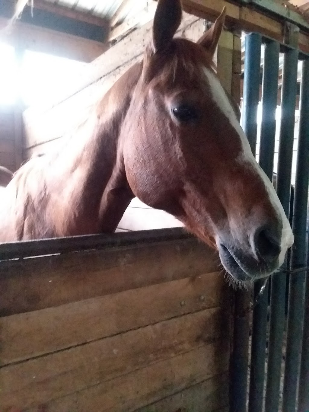 New Horizon Stables | 586 Pearse Rd, Schenectady, NY 12309, USA | Phone: (518) 698-3391