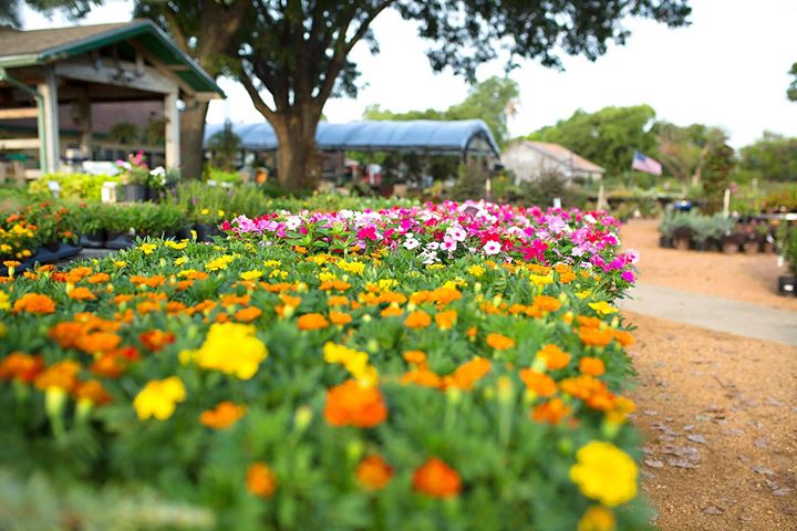 Shades of Green Nursery + Landscape | 7401 Coit Rd, Frisco, TX 75035, USA | Phone: (972) 335-9095