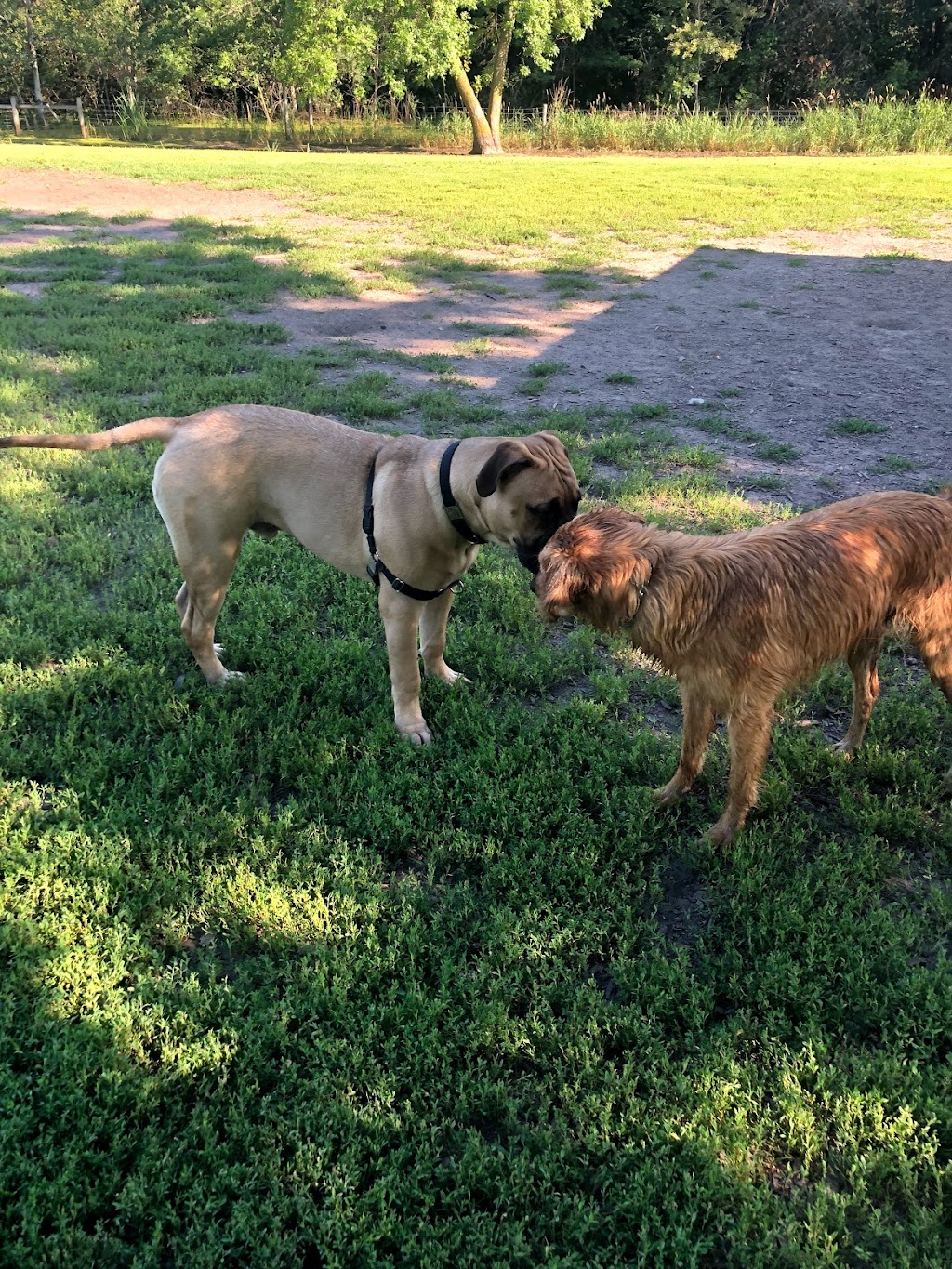 Alimagnet Dog Park | 1200 Alimagnet Pkwy #2, Burnsville, MN 55337, USA | Phone: (952) 895-4500