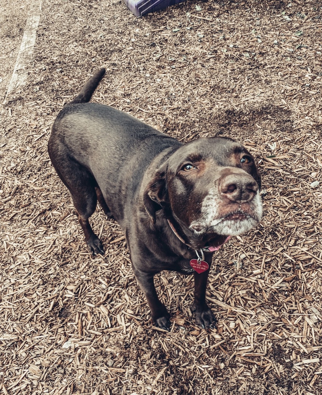 Dogphorias Pampered Pets | 4225 Union Hill Rd, Canton, GA 30115, USA | Phone: (770) 248-0321