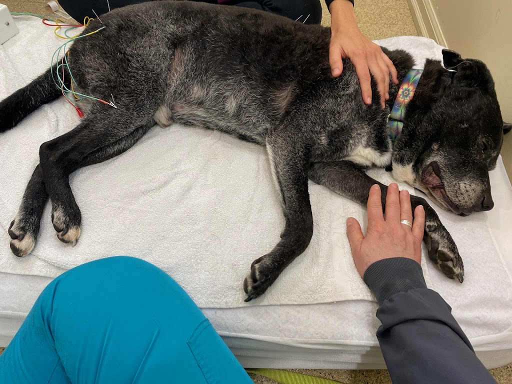 Comfort Care Veterinary Services | 41740 Michigan Ave, Canton Township, MI 48188, USA | Phone: (248) 429-9866