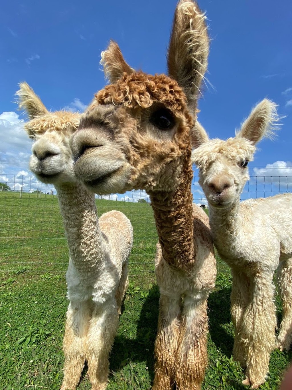 2 Point Farm Alpacas | 6330 Warsaw Rd, Dry Ridge, KY 41035 | Phone: (513) 218-8978