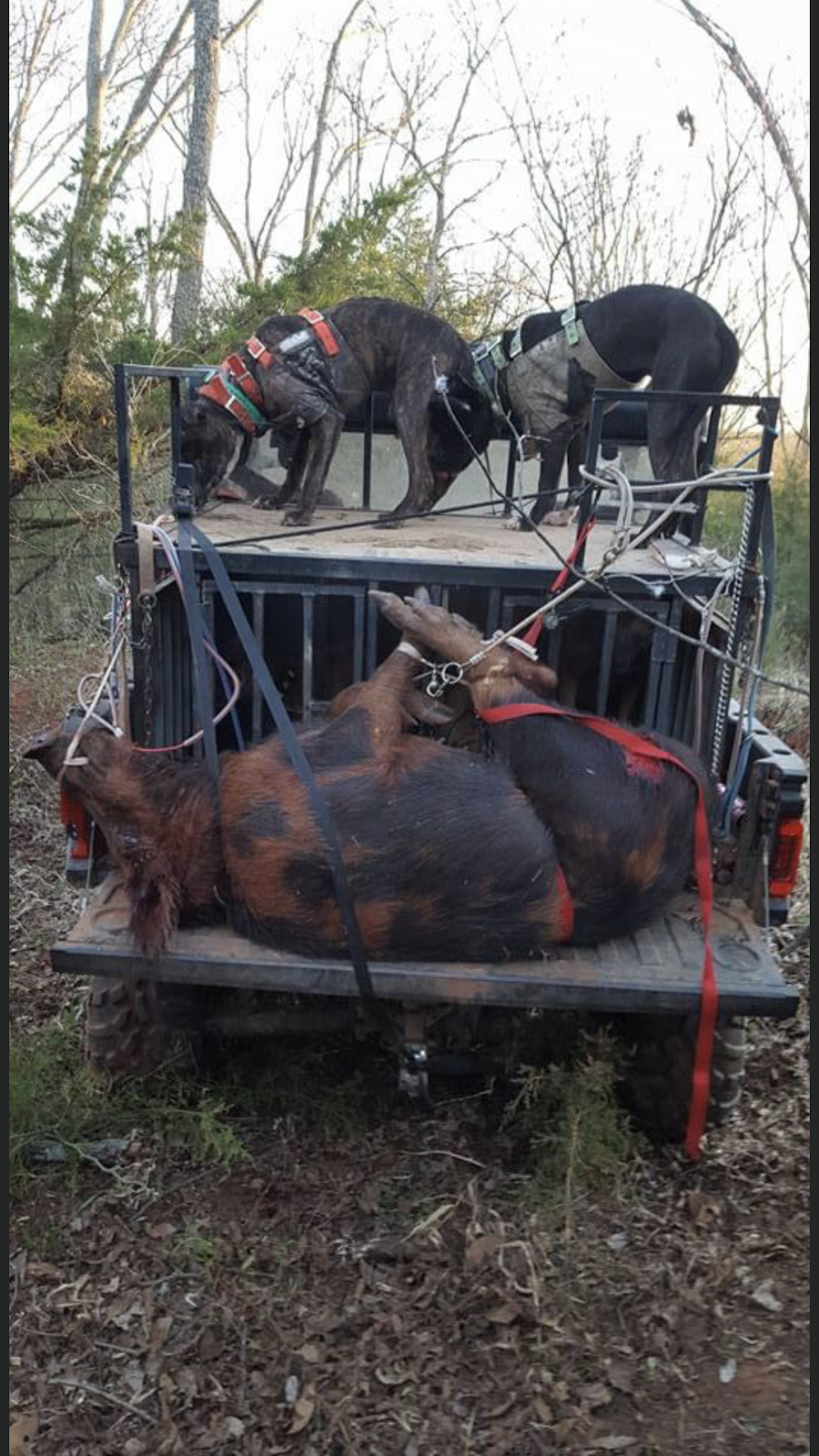 Riley calvert hog hunts | 13025 Deer Drive, Luther, OK 73054, USA | Phone: (405) 886-2985