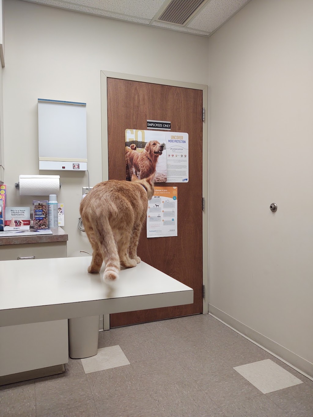 Cross County Veterinary Service | 376 Curtis St, Delaware, OH 43015, USA | Phone: (740) 363-2515
