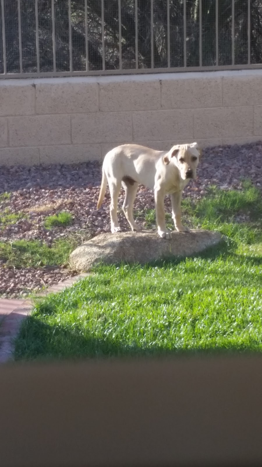 The Little Clinic | 1311 E Bell Rd, Phoenix, AZ 85022, USA | Phone: (602) 594-5040