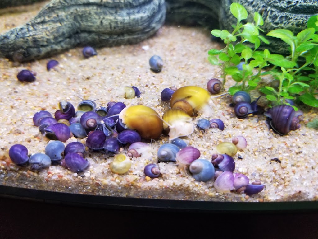 Tails and Snails Aquatics | 1105 Chase Trail, New Lenox, IL 60451, USA | Phone: (630) 263-6834