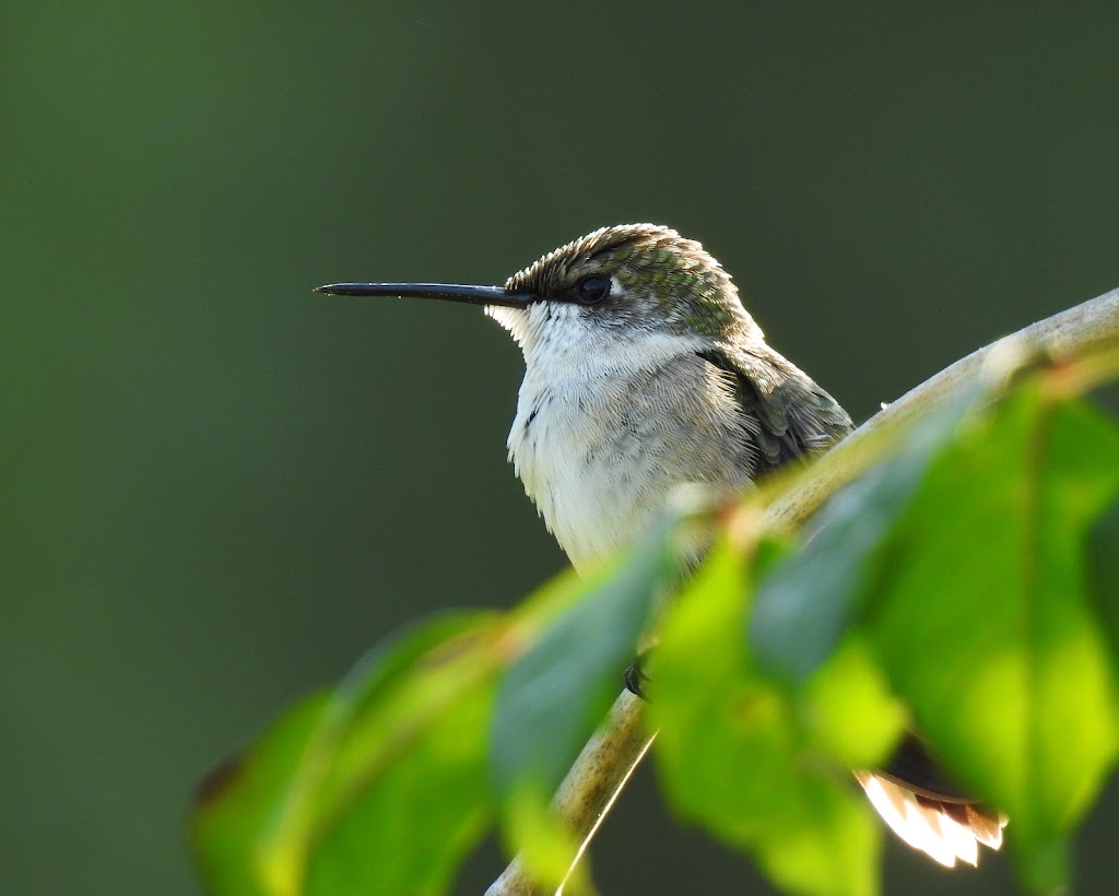 Henderson Hummingbird Garden | 209 N 4th St, Henderson, MN 56044, USA | Phone: (507) 248-3458