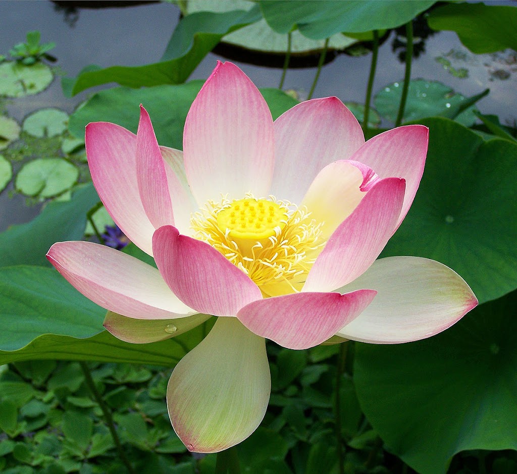 Lotus Sacred Rejuvenated Spa | 1105 Hwy 17 Suite D, Bartow, FL 33830, USA | Phone: (863) 267-6870
