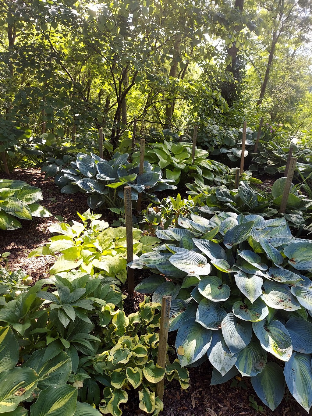 Hostas on the Bluff | 1601 Pleasantview Dr, Fairview Heights, IL 62208, USA | Phone: (618) 830-5929