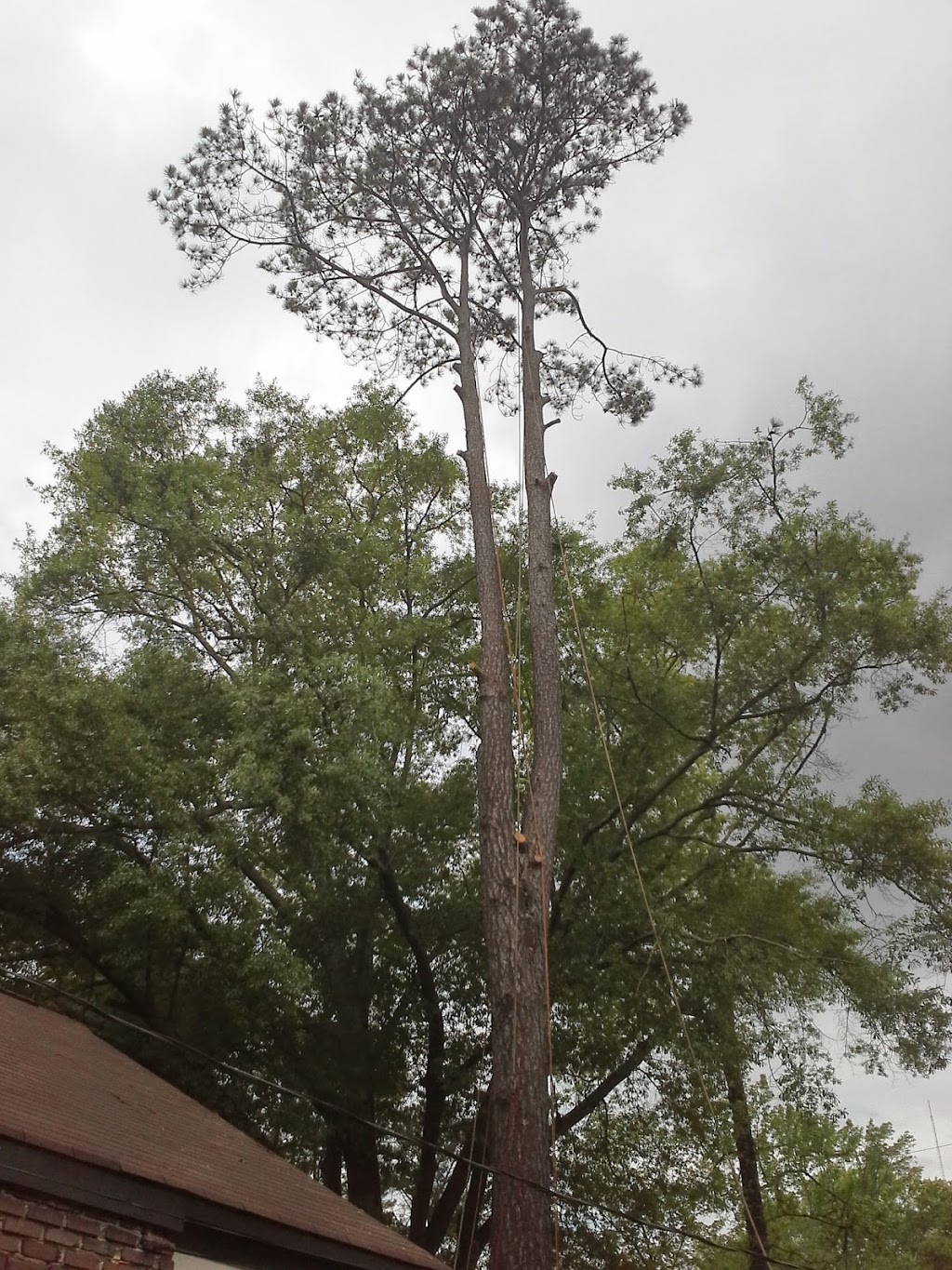 Bs tree service | 12278Rockhouse rd, Vance, AL 35490, USA | Phone: (205) 545-6312