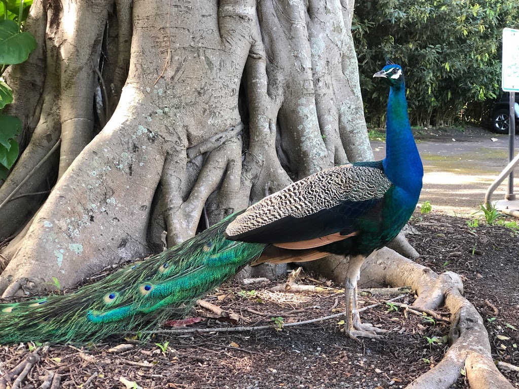 Waimea Botanical Garden | 59-864 Kamehameha Hwy, Haleiwa, HI 96712, USA | Phone: (808) 638-7766 Waimea Botanical Garden | 59-864 Kamehameha Hwy, Haleiwa, HI 96712, USA | Phone: (808) 638-7766
