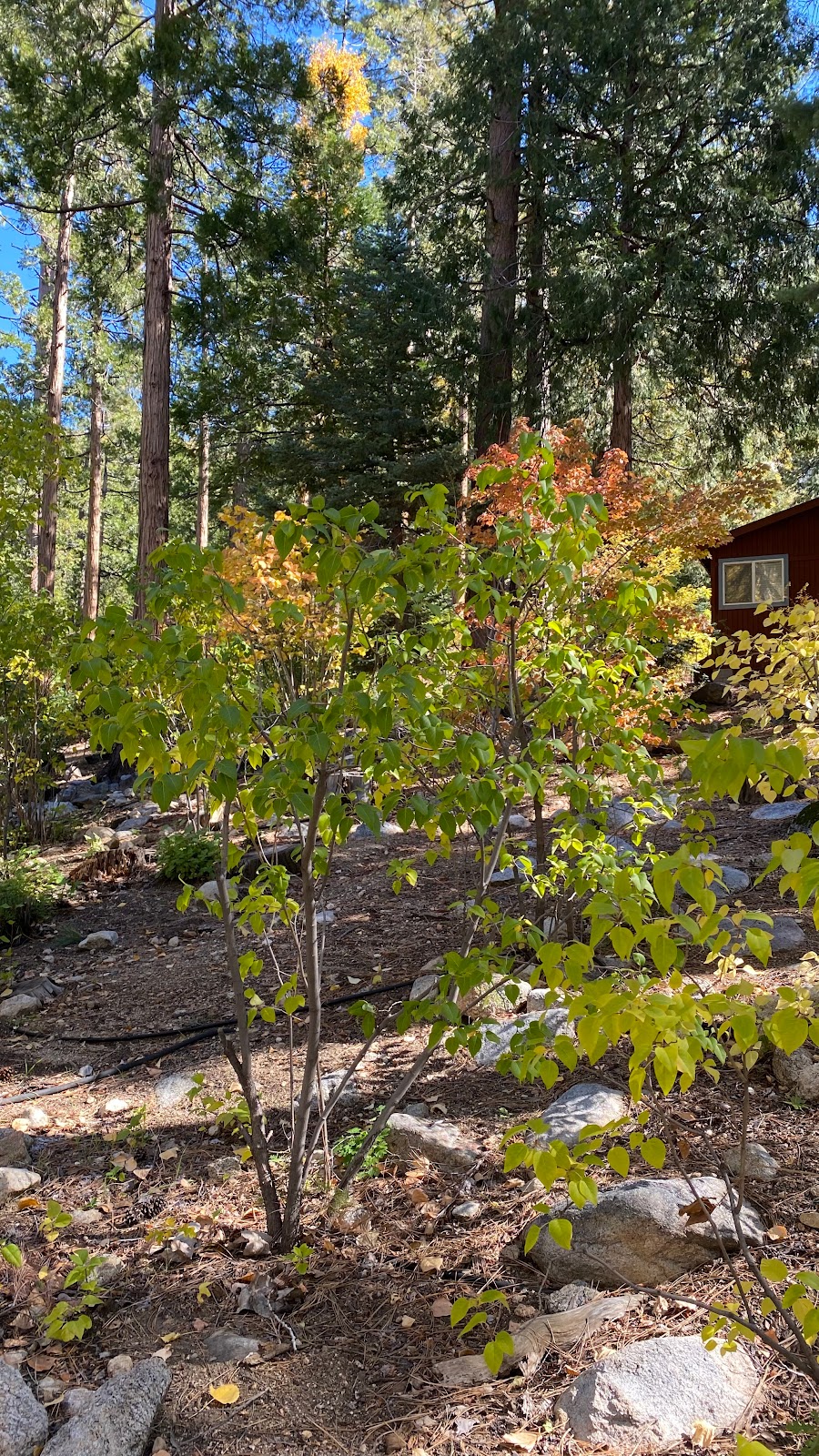 Alpenglow Lilac Gardens | 25025 Fern Valley Rd, Fern Valley, CA 92549, USA | Phone: (951) 659-9711