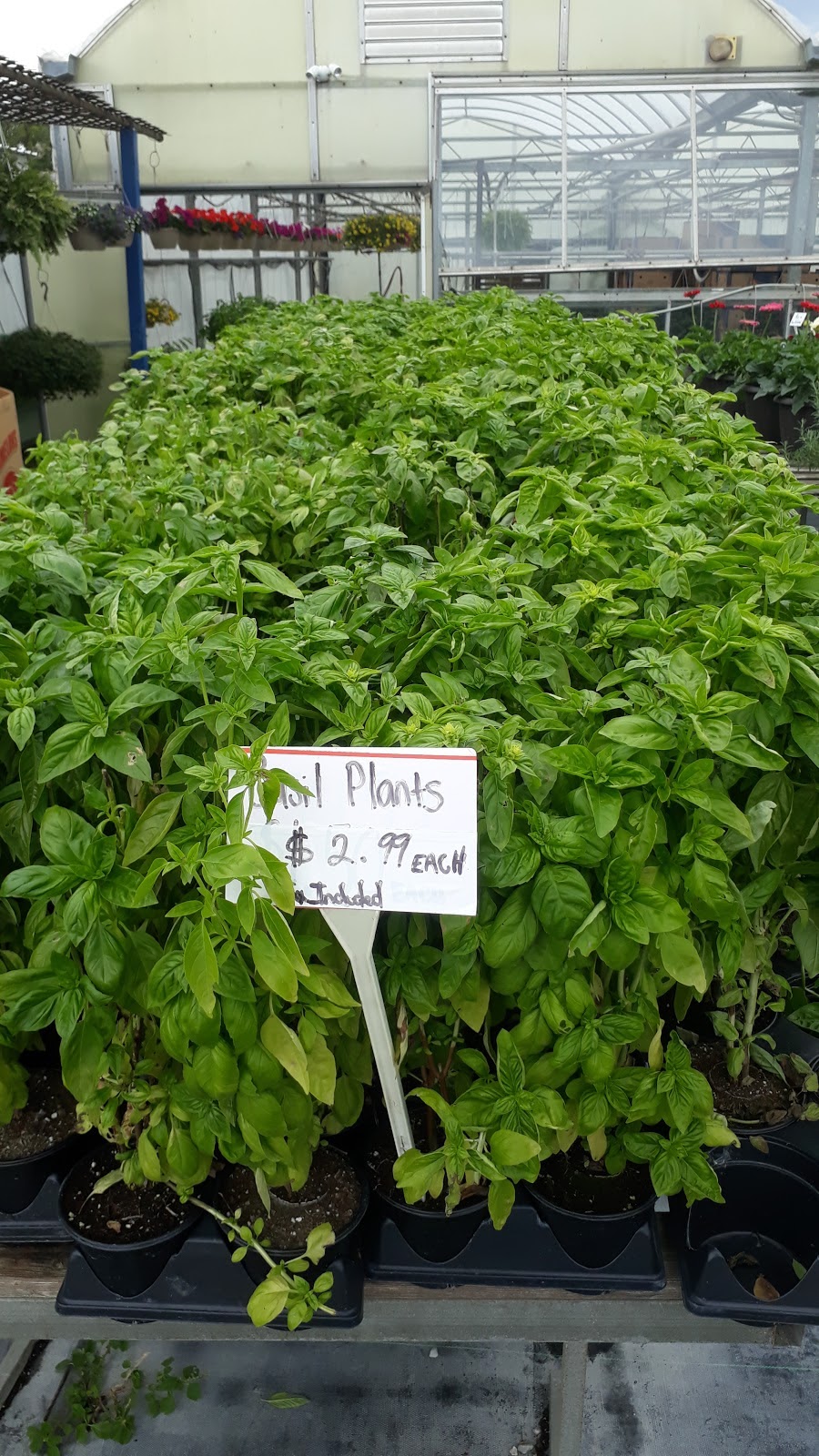 Carls Plants & Produce | 373 Seacliff Dr W, Leamington, ON N8H 4C9, Canada | Phone: (519) 326-2817