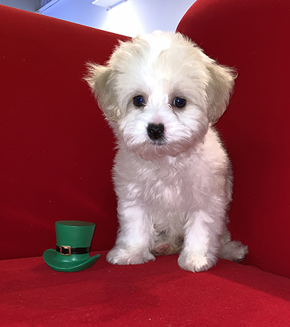 Pocket Puppies | 1457 E Palatine Rd, Arlington Heights, IL 60004, USA | Phone: (224) 735-3137