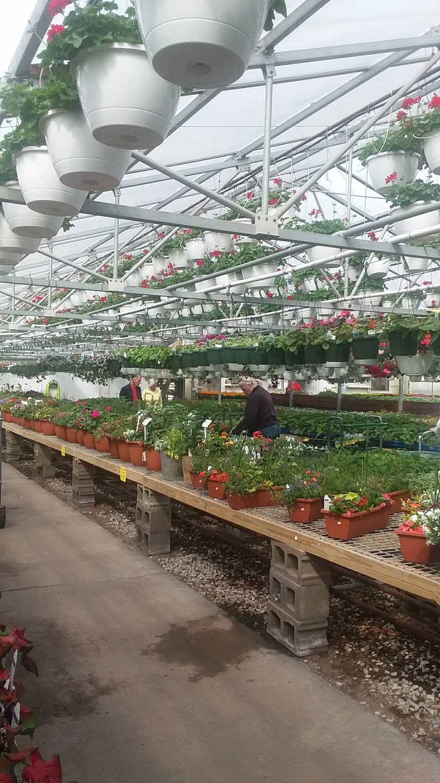 Wiethop Greenhouses | 2463 Barrett Station Rd, Ballwin, MO 63021 | Phone: (314) 821-2598