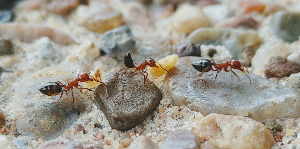 White Out Termite and Pest Control | 2502 Blue Quail Dr, Arlington, TX 76017, USA | Phone: (817) 675-9135