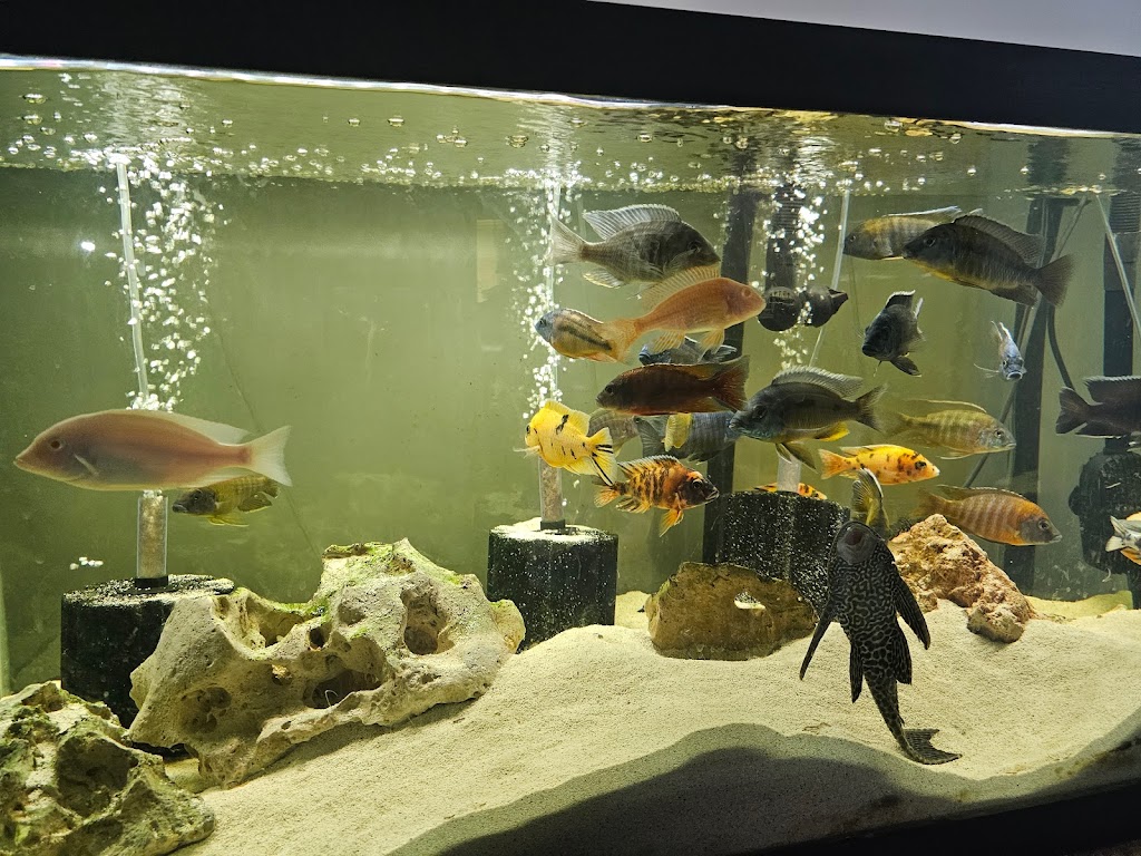 Storm Cichlids + | 18 Clark St, Wakeman, OH 44889, USA | Phone: (440) 225-1673