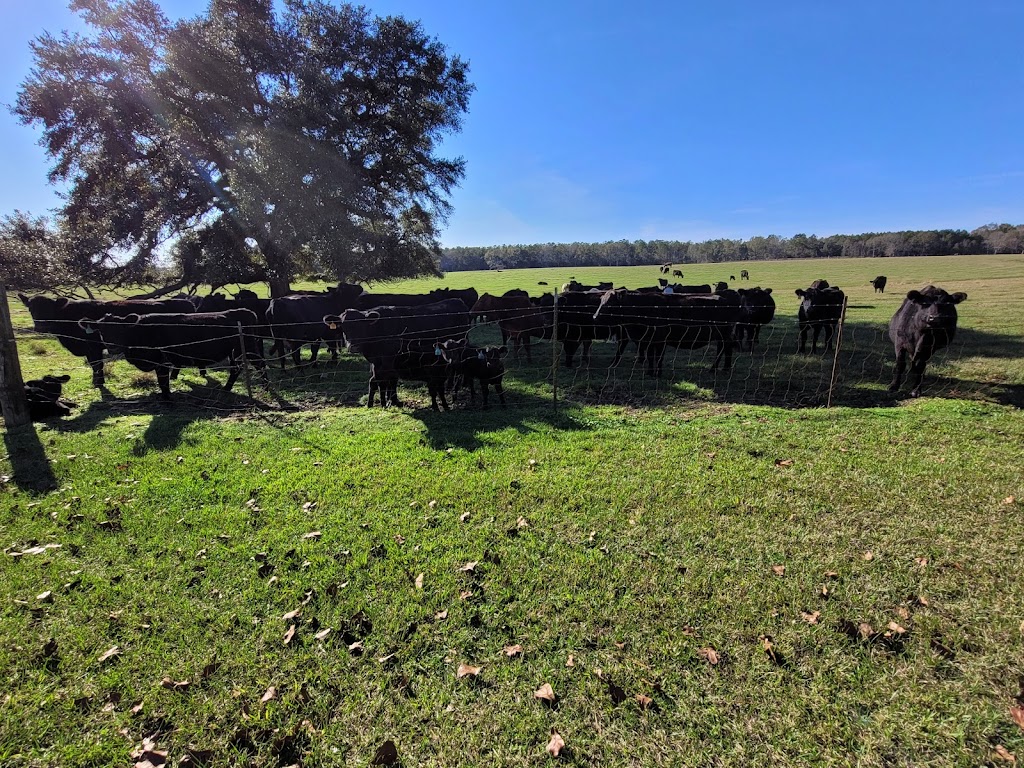 Little Creek Hay & Cattle Farm | 26403 Polo Rd, Folsom, LA 70437, USA | Phone: (985) 373-1942