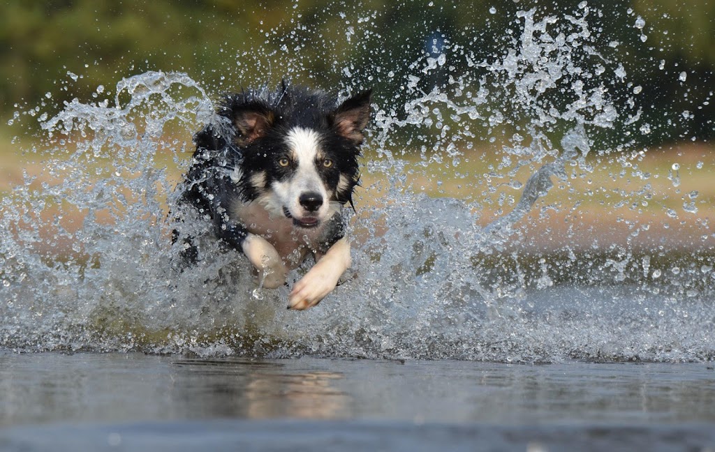 Animal Care Clinic | 29020 SW Town Center Loop E ste 102, Wilsonville, OR 97070, USA | Phone: (503) 682-1794